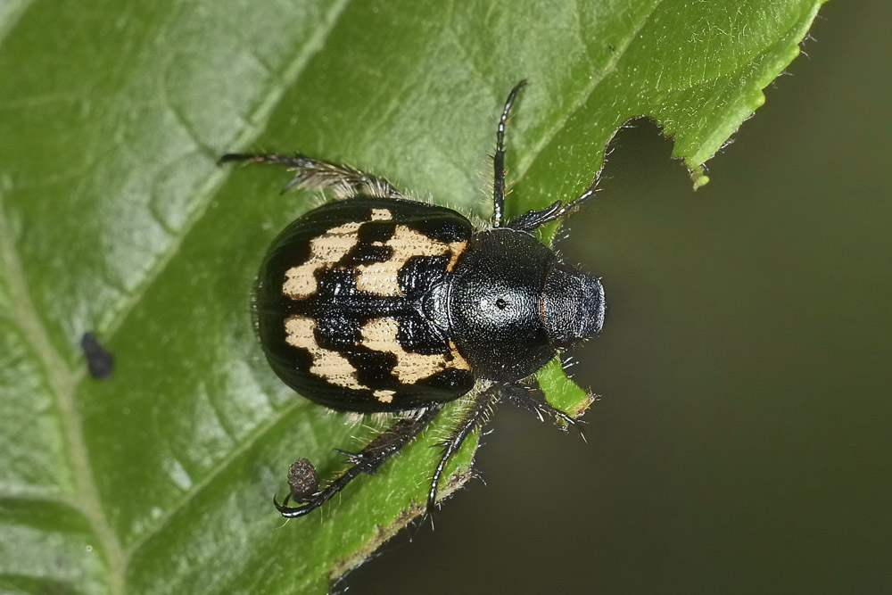 Exomala campestris, Rutelidae